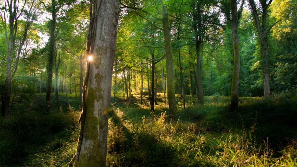 Prix de vente des bois sur pied en forêt privée Indicateur 2024